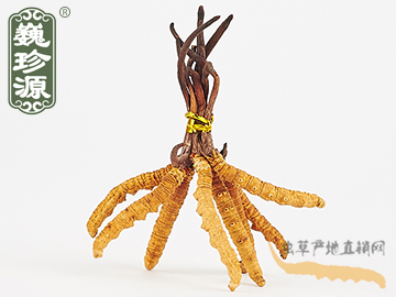 冬蟲(chóng)夏草 那曲冬蟲(chóng)夏草2條/克 中期草 精選貨