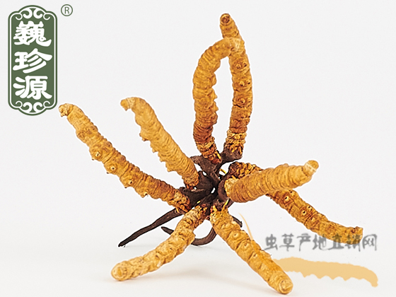 那曲冬蟲(chóng)夏草2條/克 中期草 精選貨