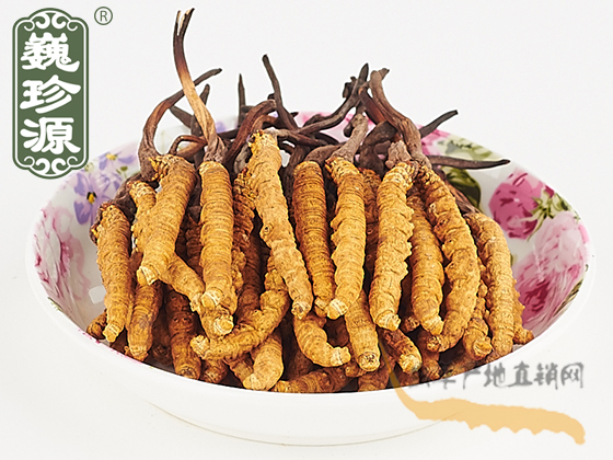 那曲冬蟲(chóng)夏草2條/克 中期草 精選貨