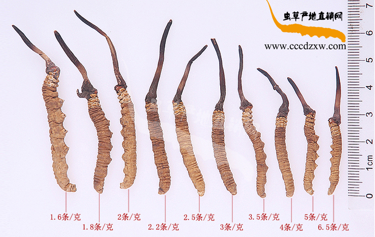 ���x(ch��ng)�Ĳ�һ���ж��,���x(ch��ng)�Ĳ�һ�l�����ǎ׿��ض��ٿ�,���x(ch��ng)�Ĳ�1�l�ж��L(zh��ng)�ж���,һ���x(ch��ng)�ݵ��L(zh��ng)�������Ƕ���,1�����x(ch��ng)�Ĳ��Ў׹��֎������L(zh��ng)